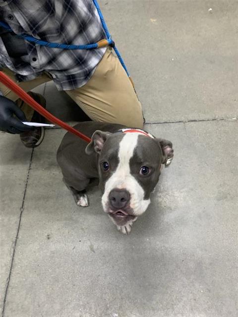 Adoptable Dog