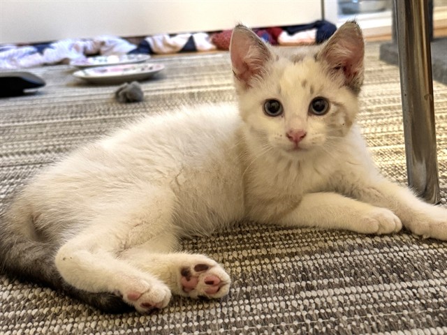 Snowball