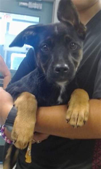 Adoptable Dog