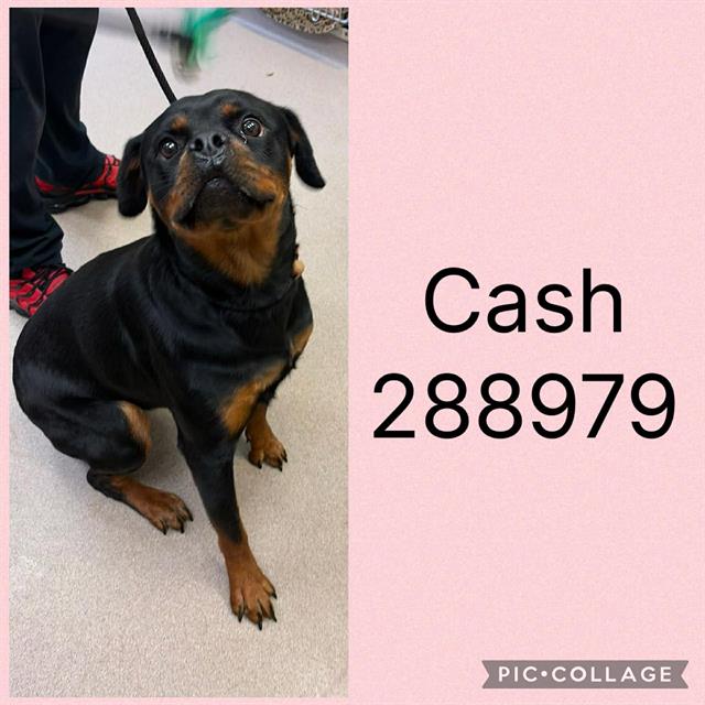 Cash