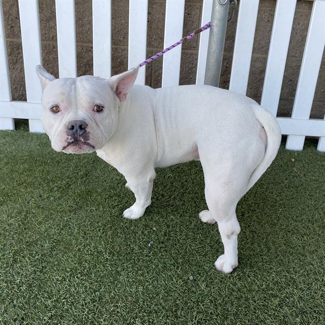Adoptable Dog