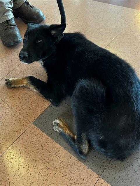 Adoptable Dog