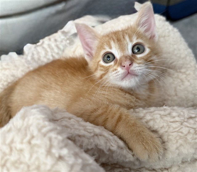 Elio - Adoption Pending