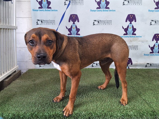 Adoptable Dog