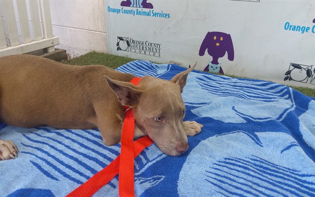 Adoptable Dog