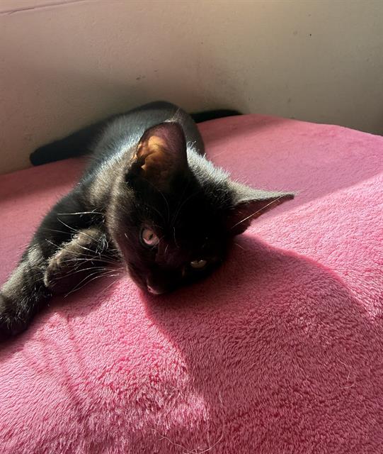 Sweetie
