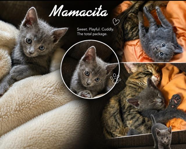 Mamacita