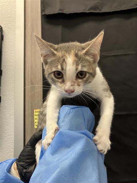 Adoptable Cat