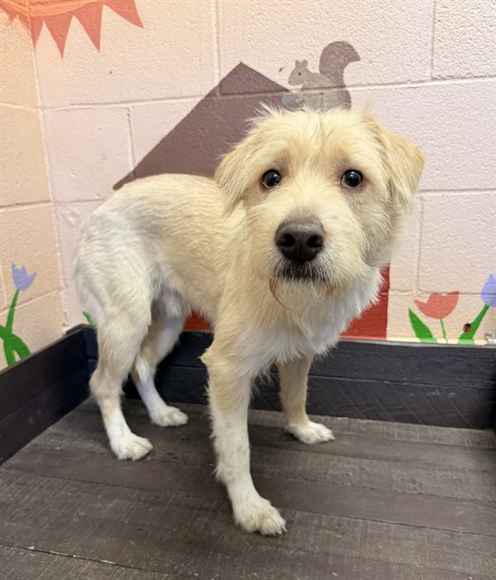 Adoptable Dog
