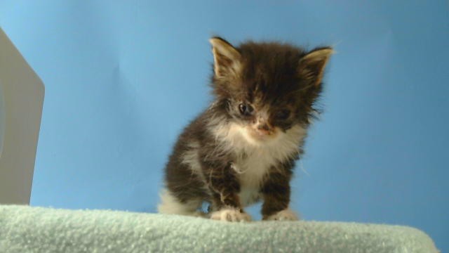 Adoptable Cat