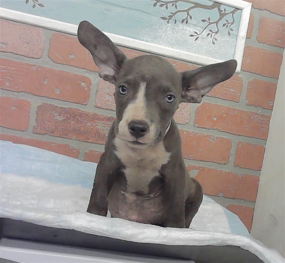 Adoptable Dog