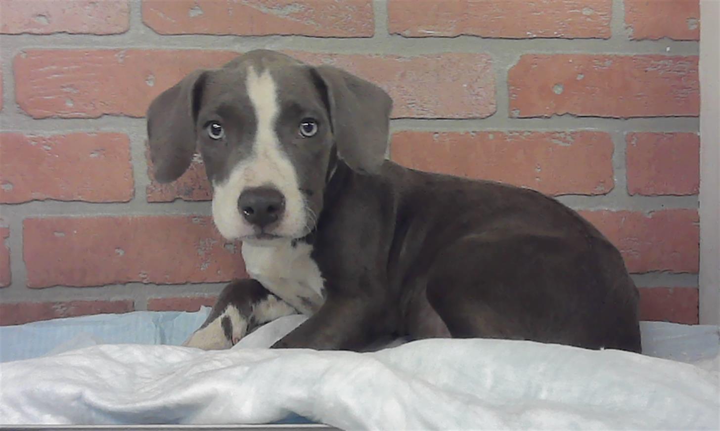 Adoptable Dog