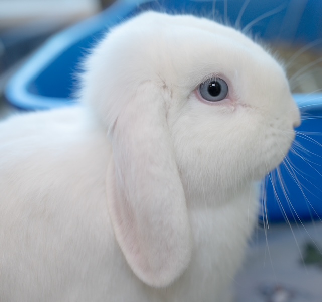 Feta