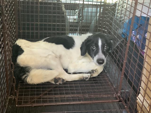 Adoptable Dog