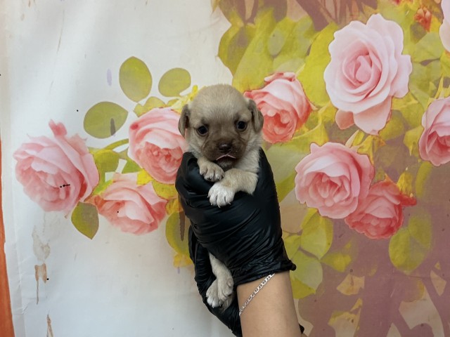 Peanut