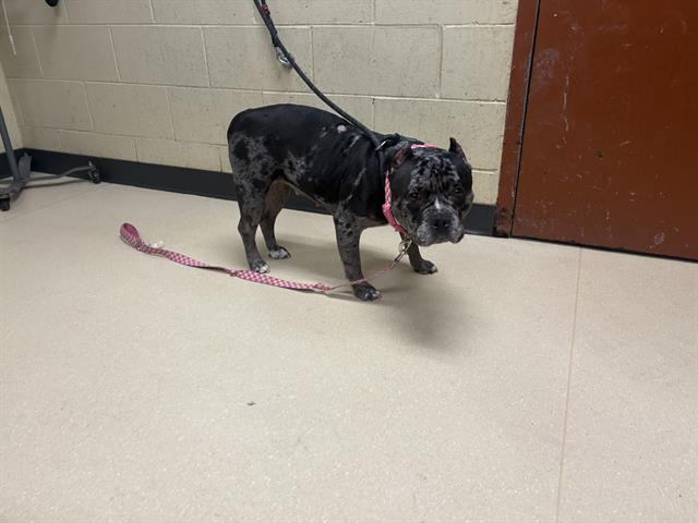 Marble - In Foster