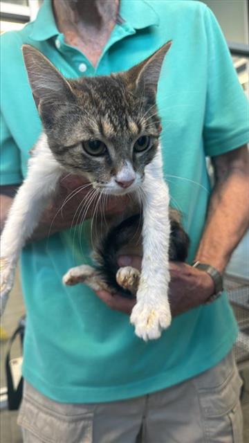 Adoptable Cat