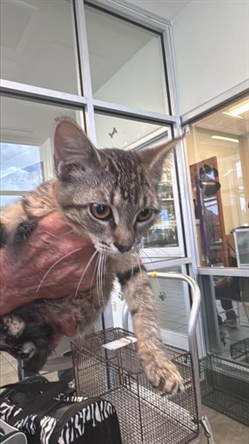 Adoptable Cat
