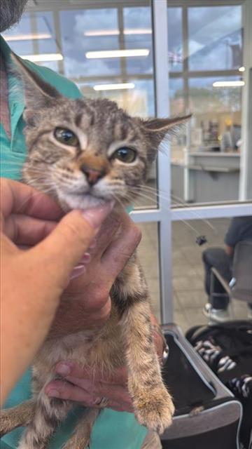 Adoptable Cat