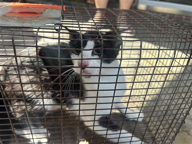 Adoptable Cat