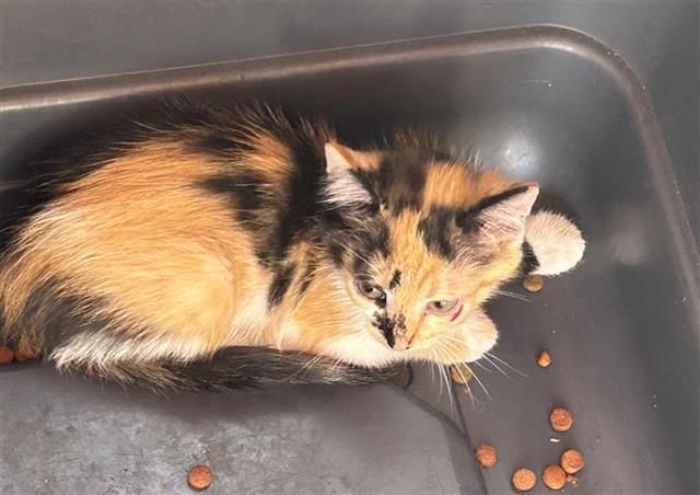Adoptable Cat