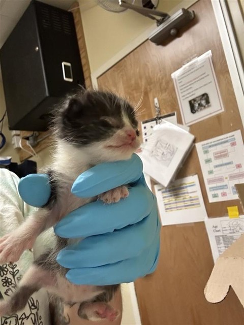 Adoptable Cat