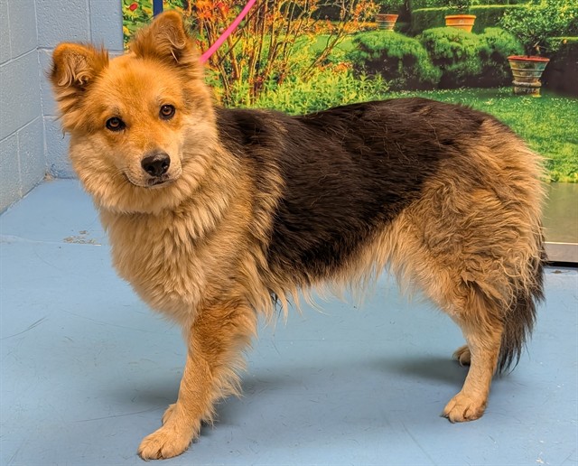 Adoptable Dog