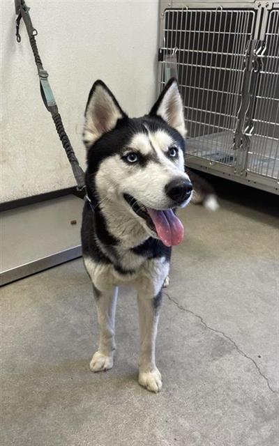 Adoptable Dog
