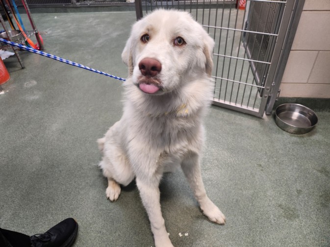 Adoptable Dog