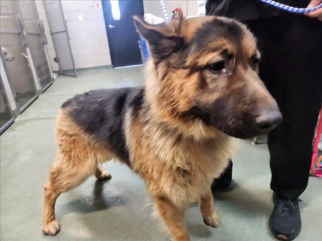Adoptable Dog