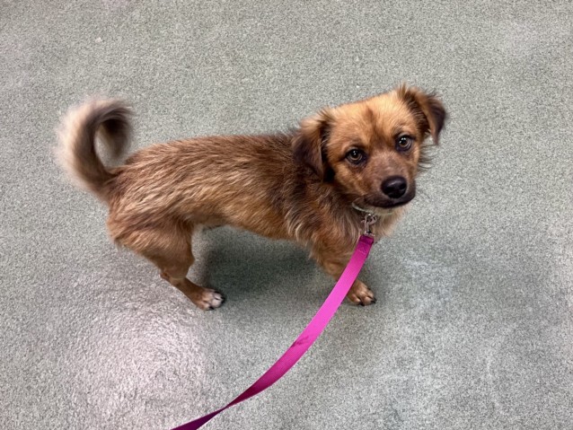 Adoptable Dog