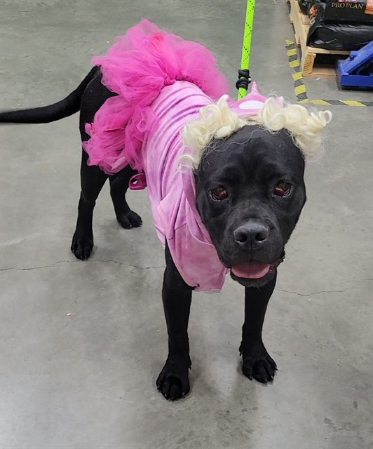 Sugar Sweetie Princess Glitter