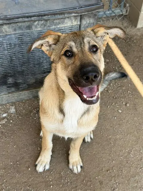 Sarabi