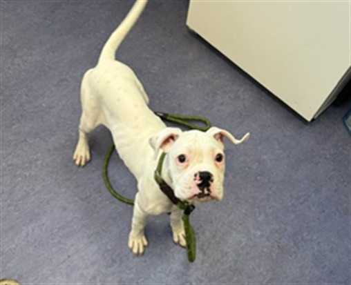 Adoptable Dog