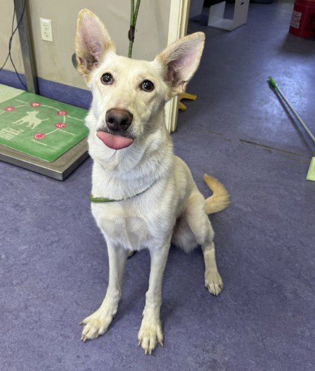 Adoptable Dog