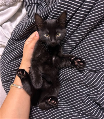 Onyx