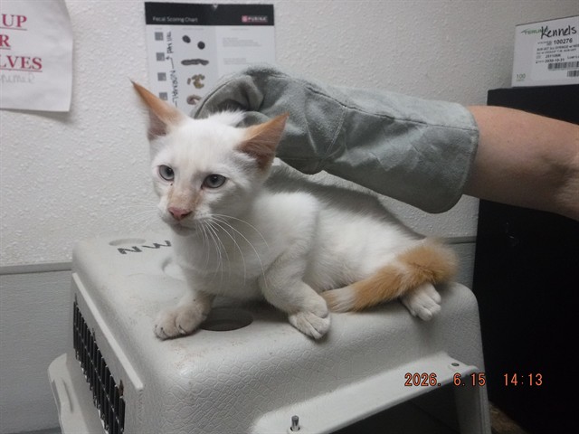 Pharaoh