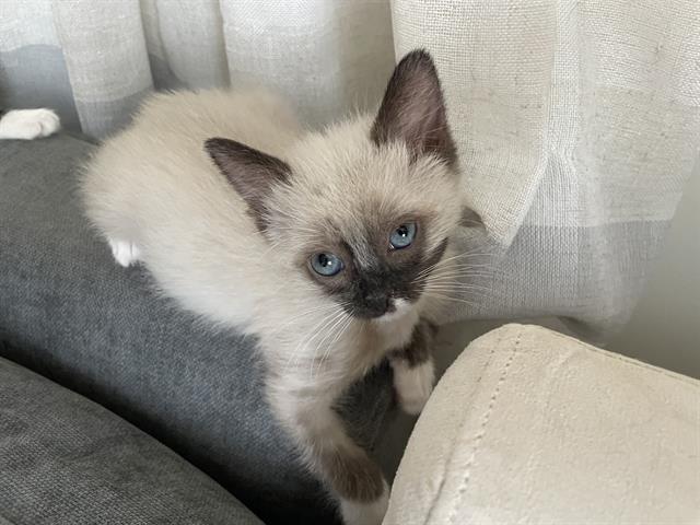 Adoptable Cat