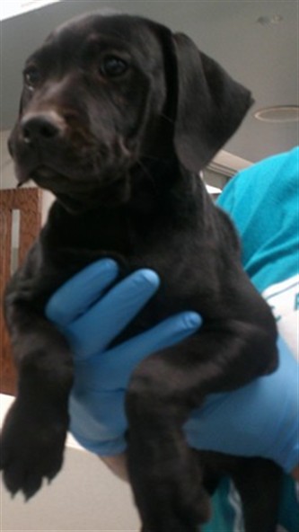 Adoptable Dog