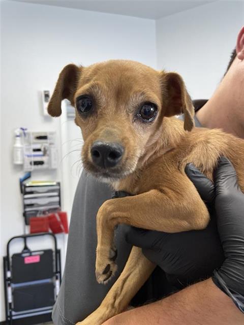Adoptable Dog