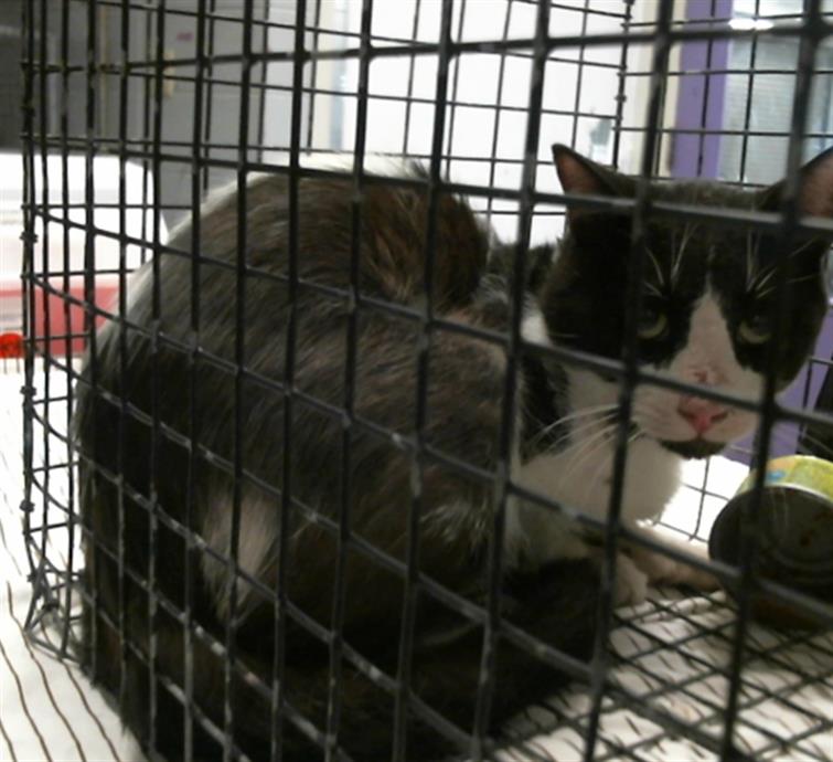 Adoptable Cat