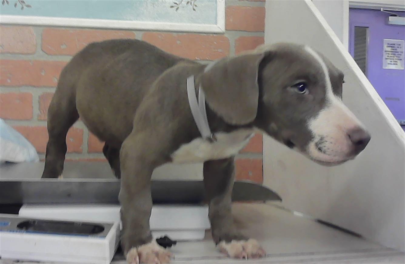 Adoptable Dog