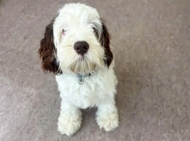 Luca