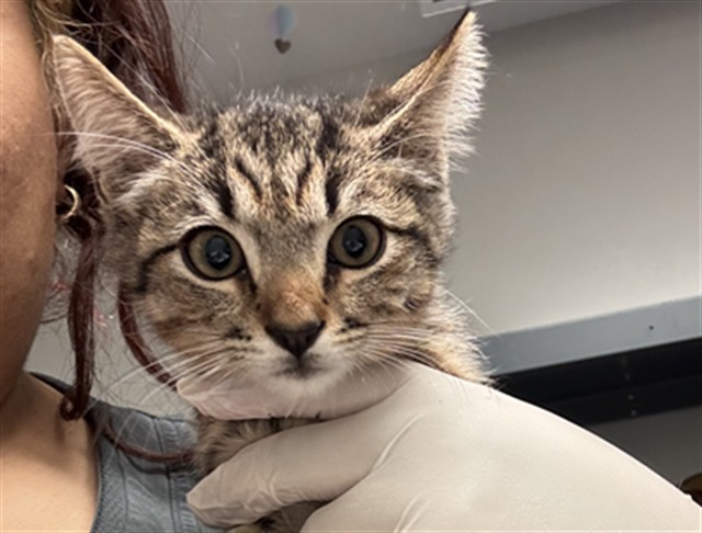 Adoptable Cat