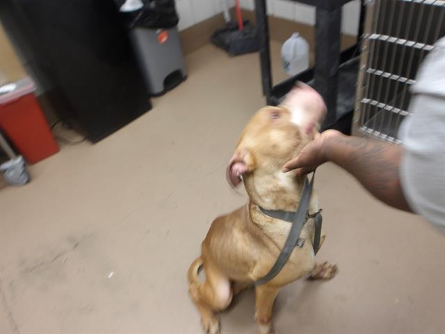 Adoptable Dog