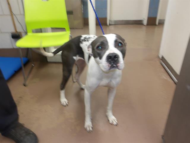Adoptable Dog
