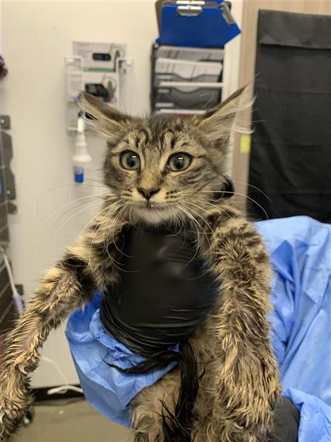 Adoptable Cat