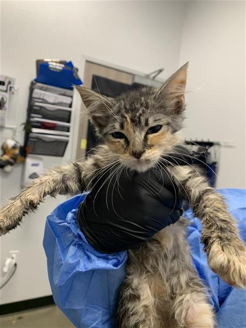 Adoptable Cat