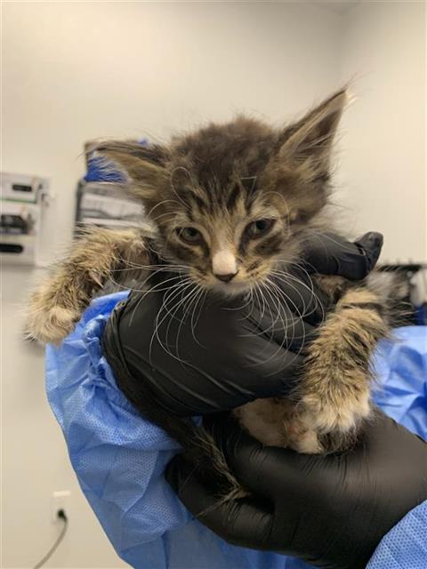 Adoptable Cat