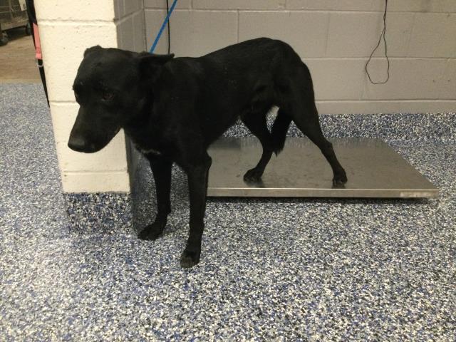 Adoptable Dog